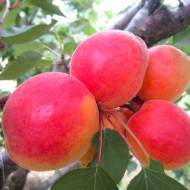 Саджанець Абрикос Красень Києва в контейнері